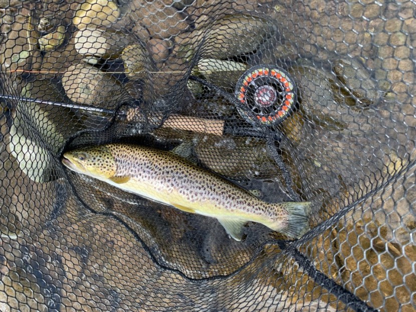 Greenbank trout - MR from Winchester